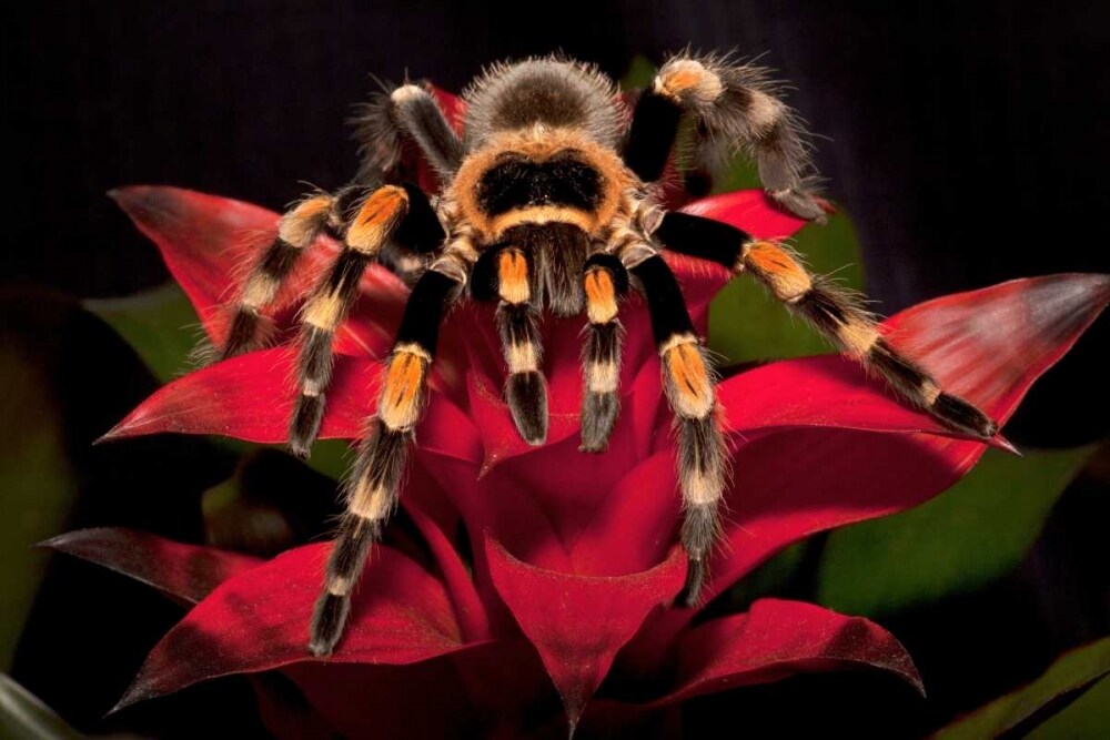 South America, Mexico Red-knee tarantula by Dennis Flaherty - Item # VARPDXSA13BJA0274