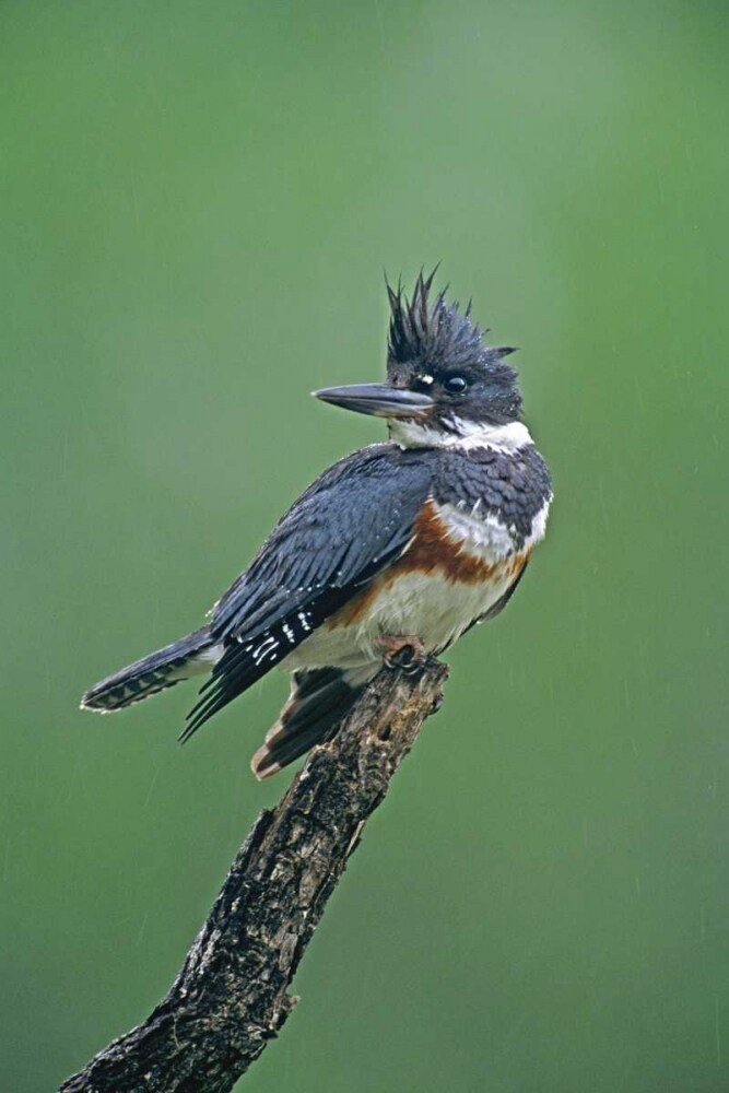 TX, McAllen Belted kingfisher female perched by Dave Welling - Item # VARPDXUS44BJA0107
