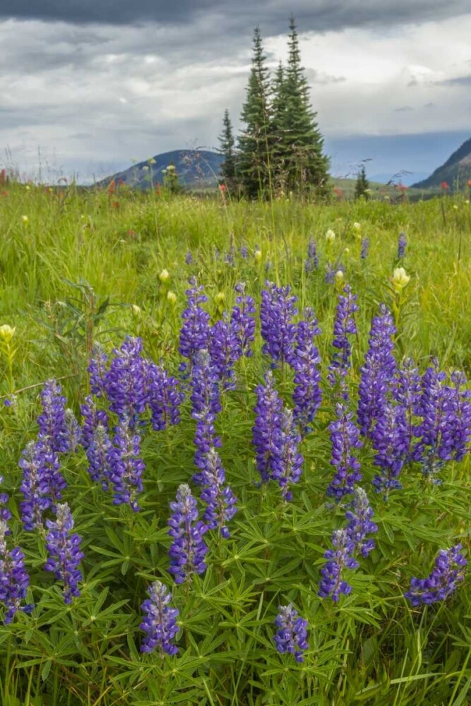Colorado, Gunnison NF Lupine in mountain meadow by Cathy - Gordon Illg - Item # VARPDXUS06BJY0409