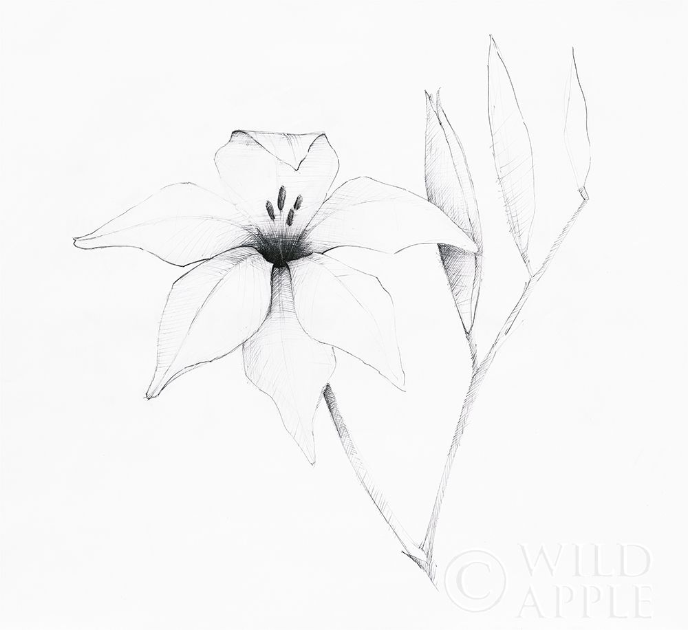 Graphite Floral V Poster Print by Avery Tillmon - Item # VARPDX49679