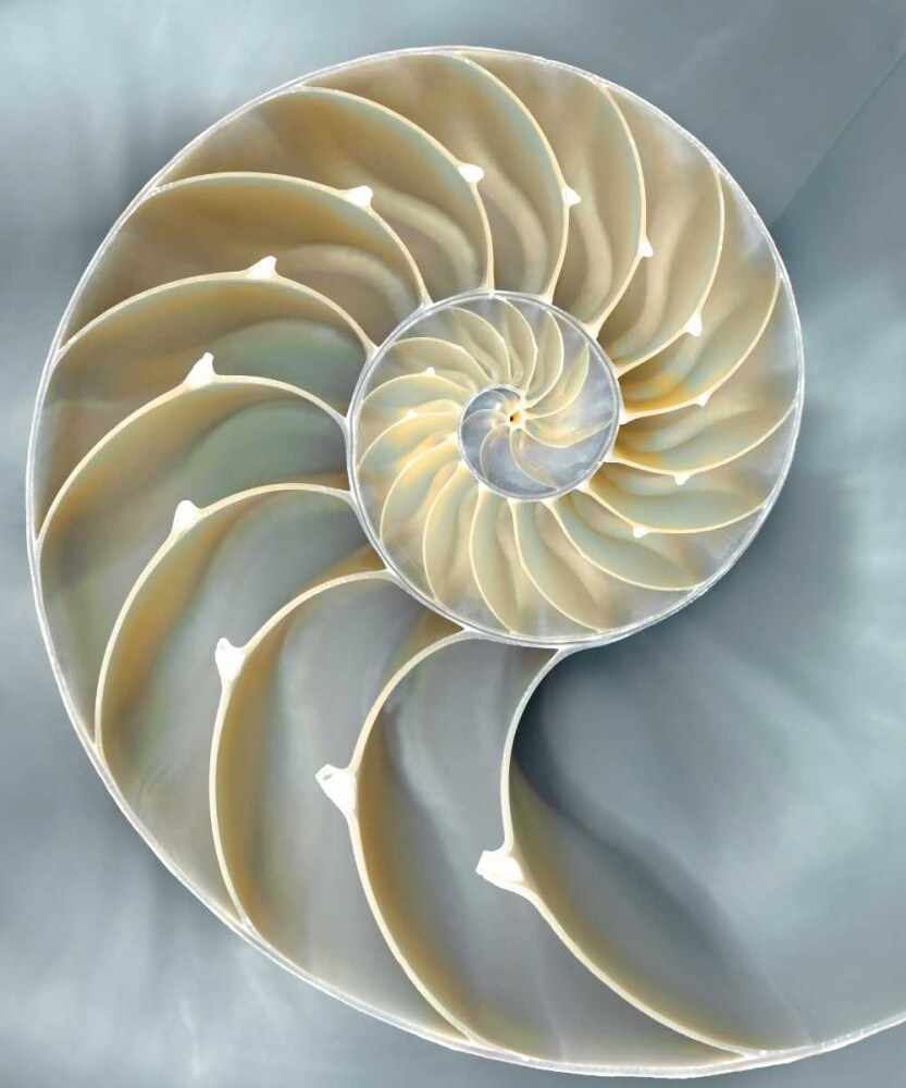 Nautilus in Blue I Poster Print by Caroline Kelly # CKL111755DG