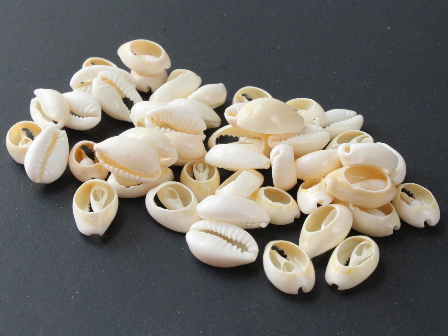 50 Back Cut Cowrie Shell Beads White Natural Seashell Beads