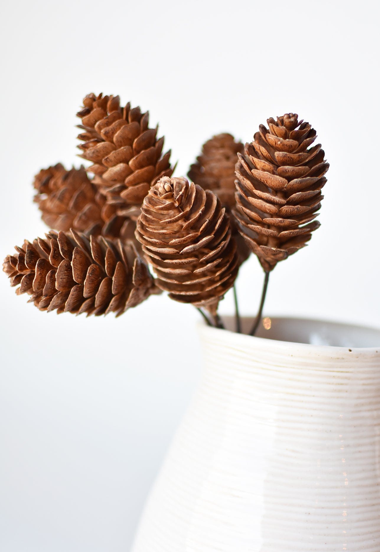 Pinecone Steamer