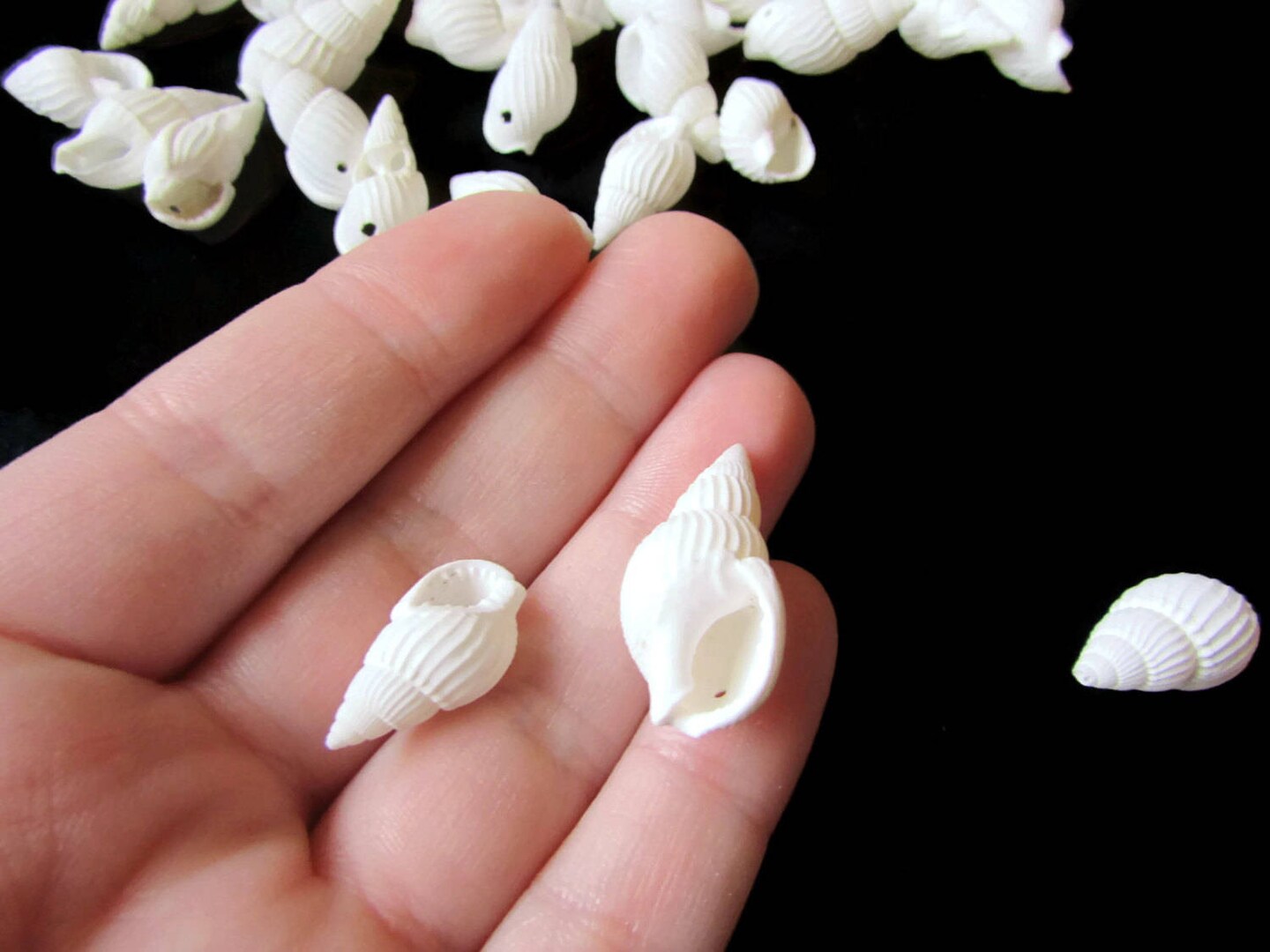 40 17mm to 27mm White Spiral Seashell Beads Natural Shell Beads