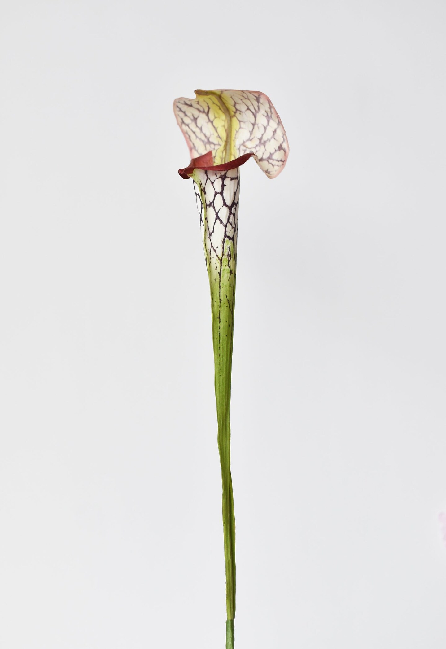 28&#x22; Faux Green/Burgundy Pitcher Plant Stem