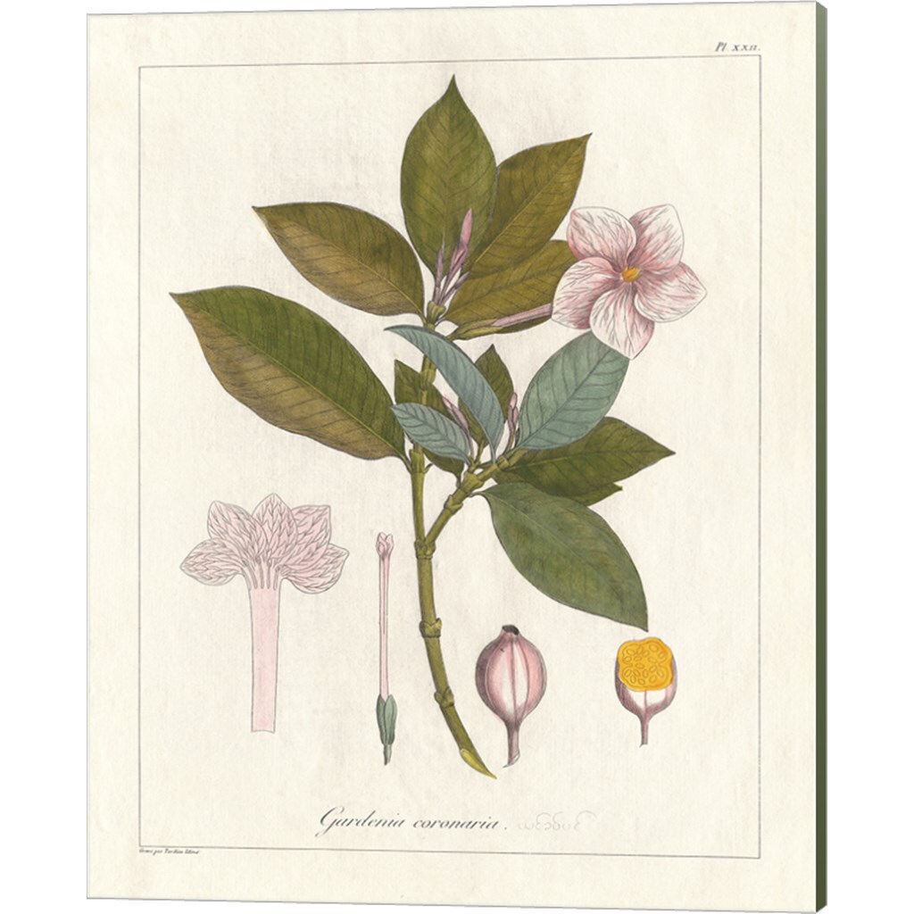 Botanical Gardenia &#x26; Heritiera v2 by Wild Apple Portfolio 12&#x22; x 15&#x22; Canvas Wall Art (Set of 2)