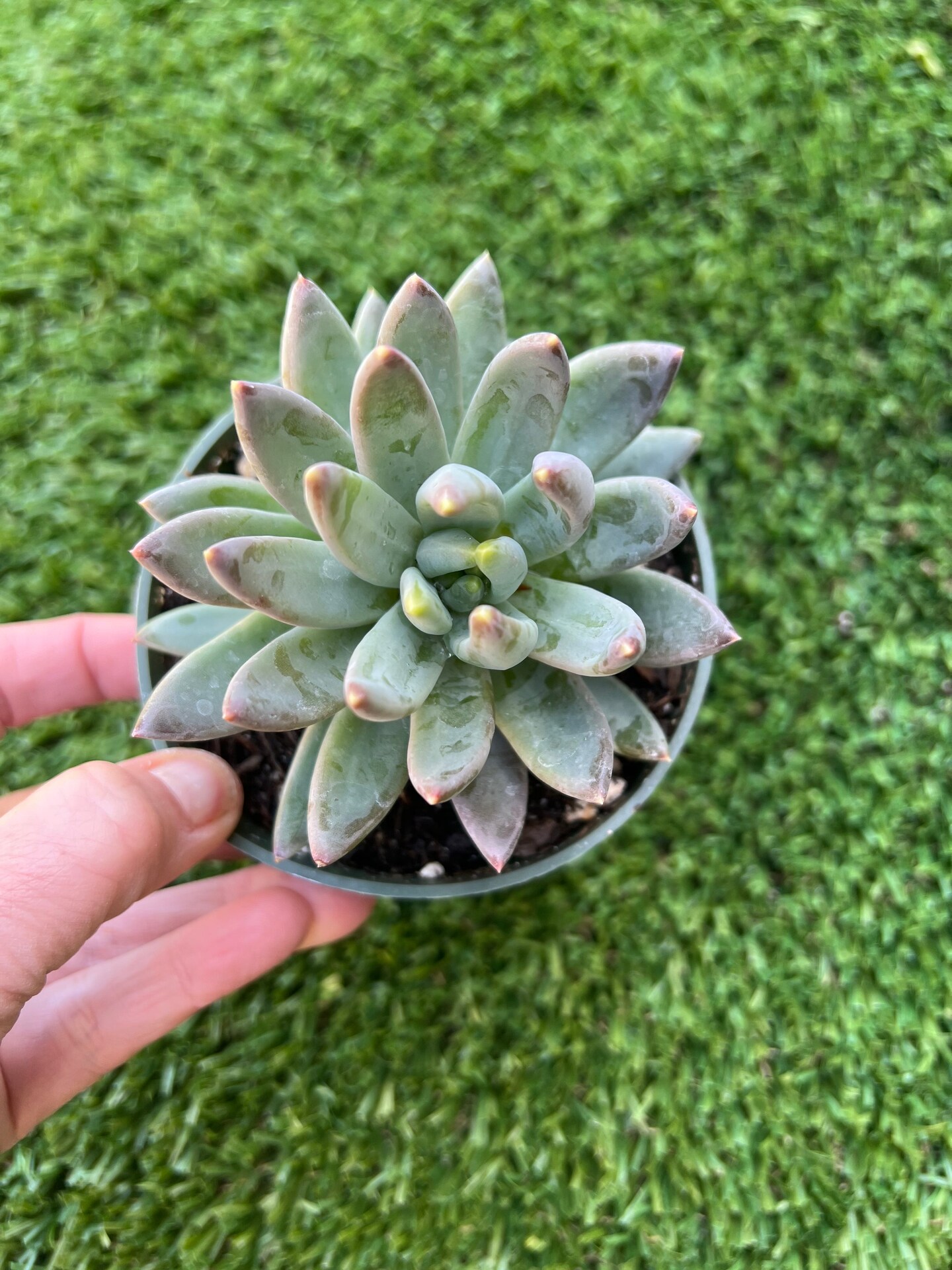 small succulent planters Gift 3 Cacti & 1 Succulent Assorted Ceramic Bowl Planters 5.25