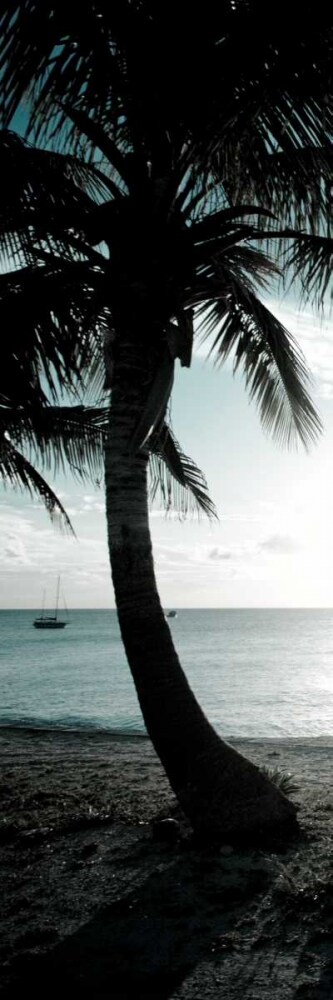 Cool Bimini Palm II Poster Print by Susan Bryant - Item # VARPDX10357S