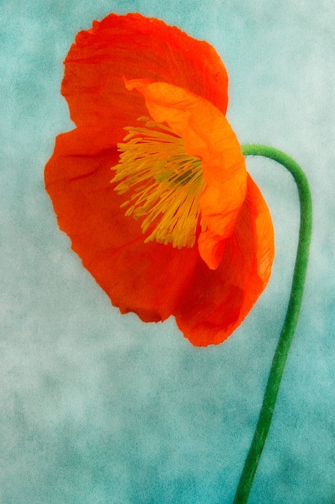 Poppy 3 Poster Print by Dianne Poinski - Item # VARPDXQPDRC035C