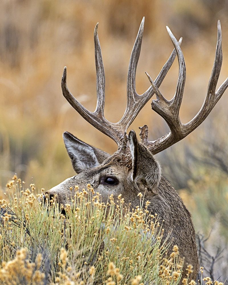 Mule Deer Buck IV Poster Print by Larry McFerrin - Item # VARPDXLF1051 ...