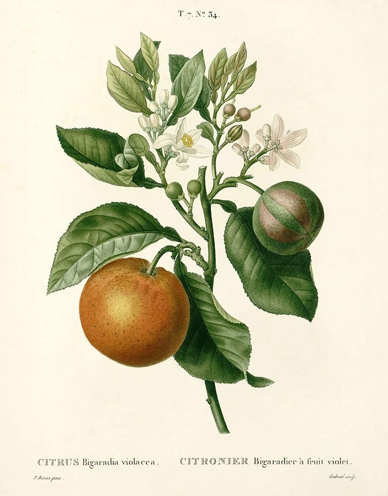 Citrus Plant Botanical Poster Print by Anonymous Anonymous - Item # VARPDXFAF1460