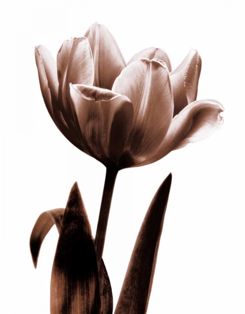 Tulip in Sepia I Poster Print by Caroline Kelly # CKL4610
