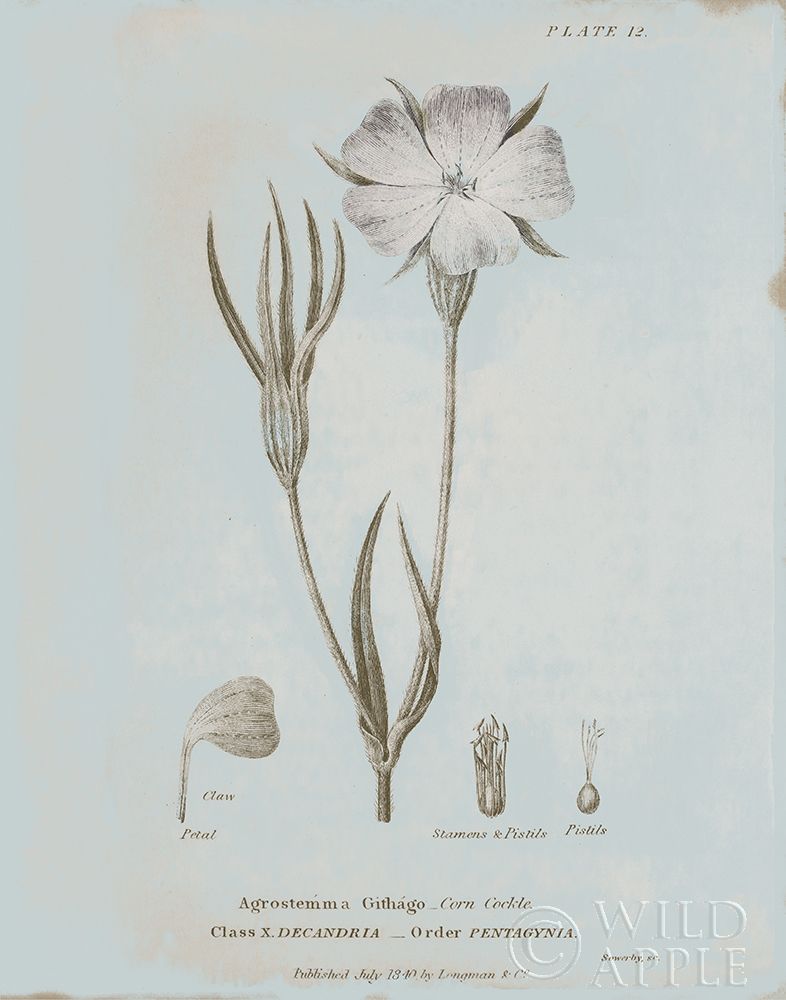Conversations on Botany III Blue Poster Print by Wild Apple Portfolio - Item # VARPDX37198