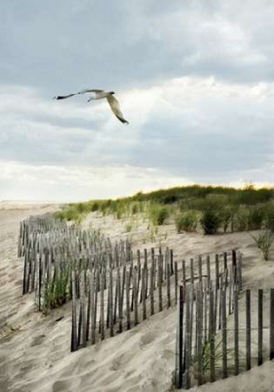 Dawning Seagull and Godbeams Poster Print by Joseph Rowland - Item # VARPDXRPRC101A