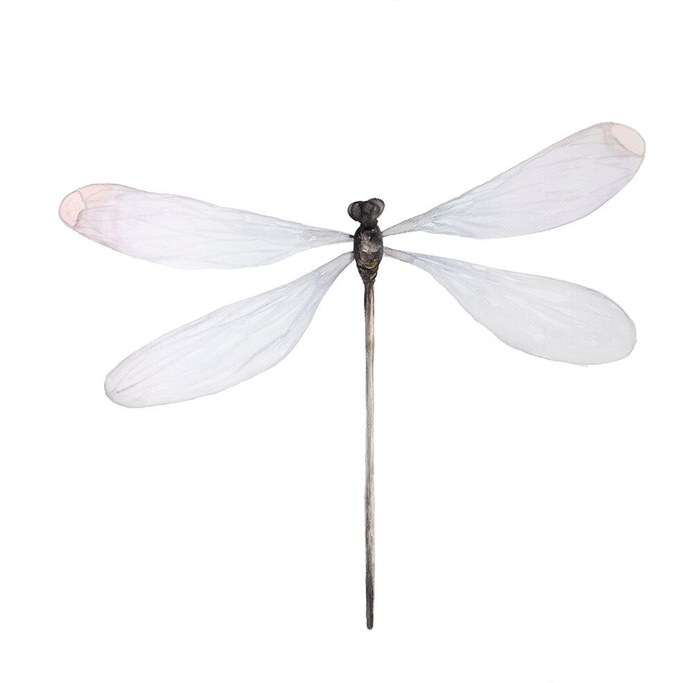MINIMALIST DRAGONFLY Poster Print by Atelier B Art Studio - Item # VARPDXBEGANI460