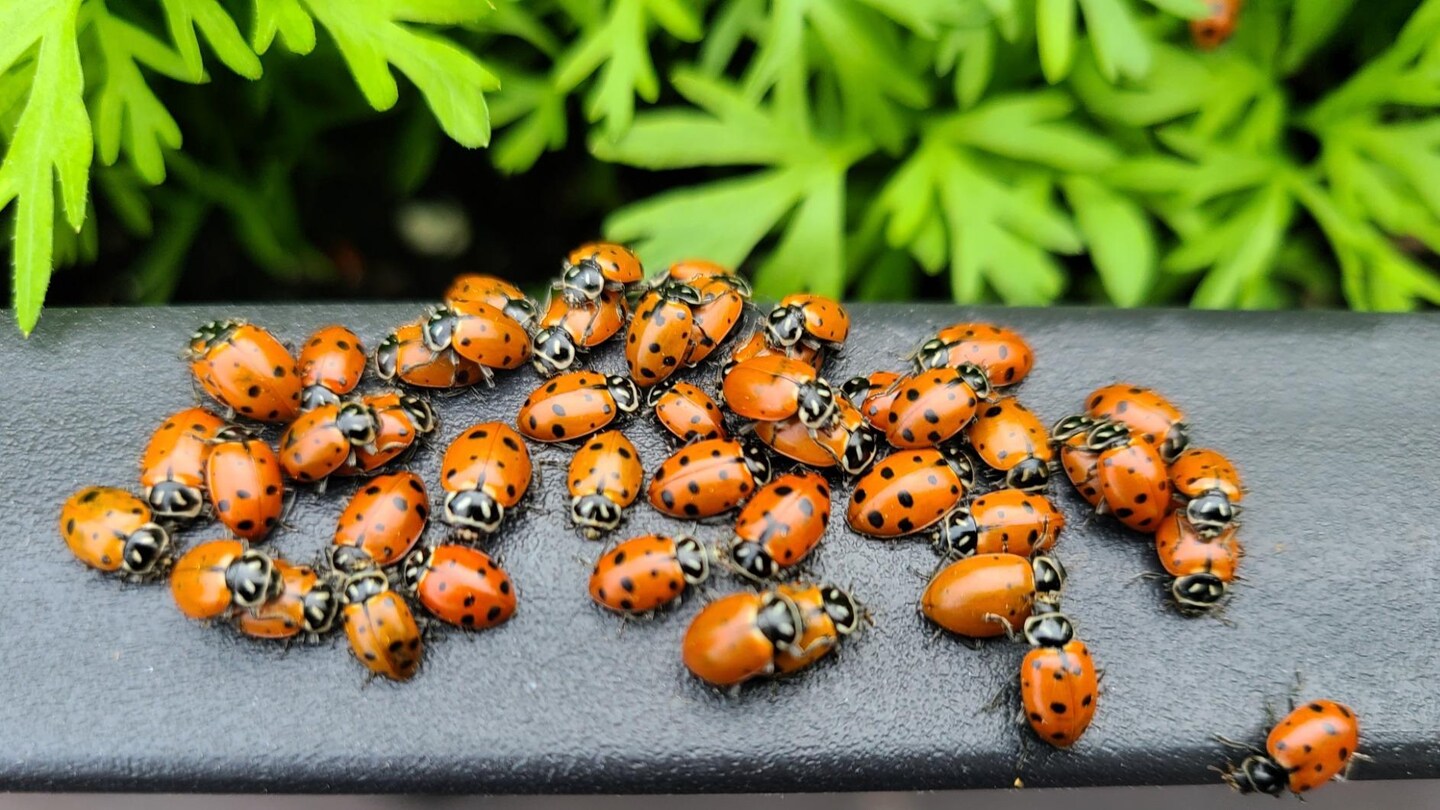 500 Live Ladybugs for Sale, Good Bugs for Garden, Fresh Ladybugs