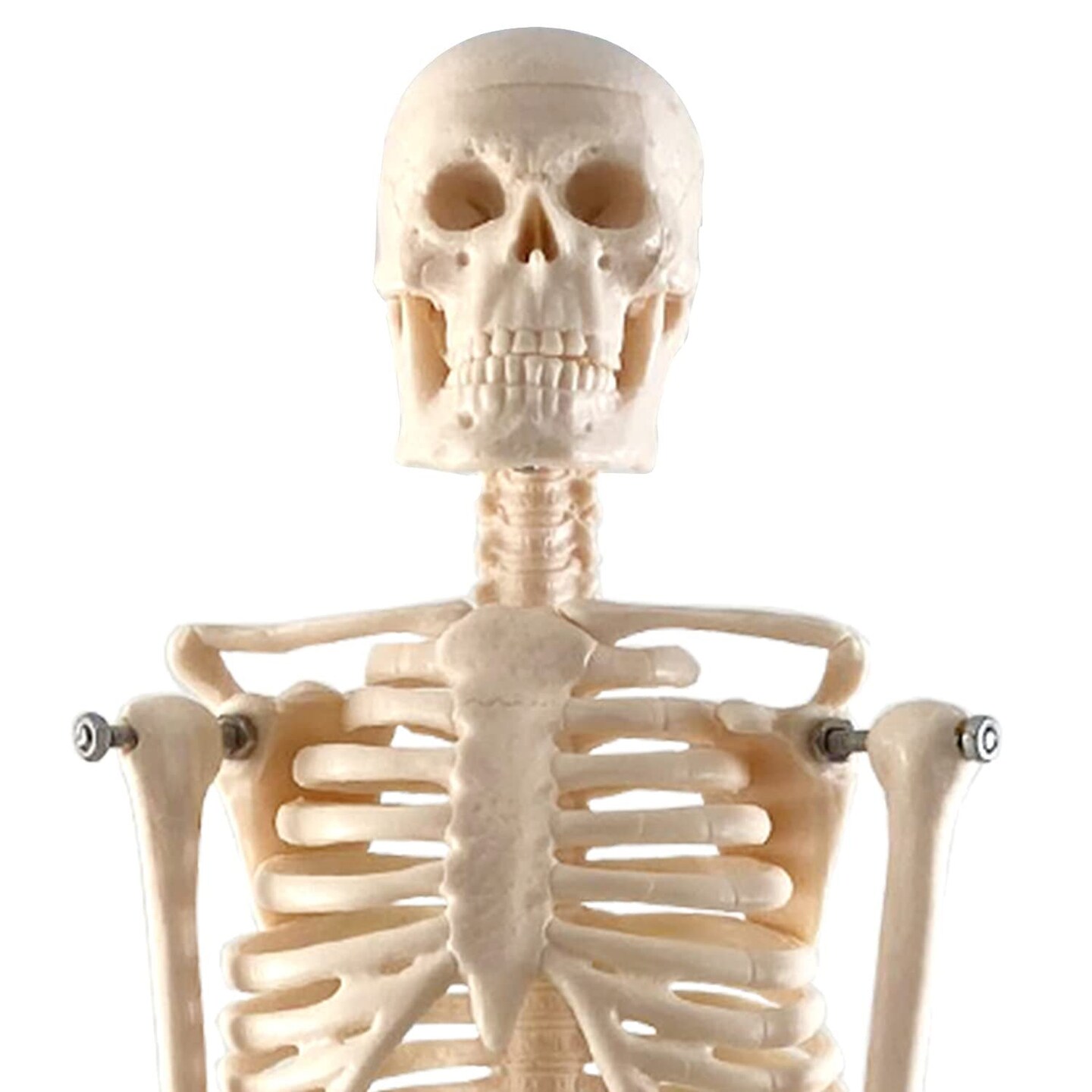 Human Skeleton Model with Key, 17&#x22;