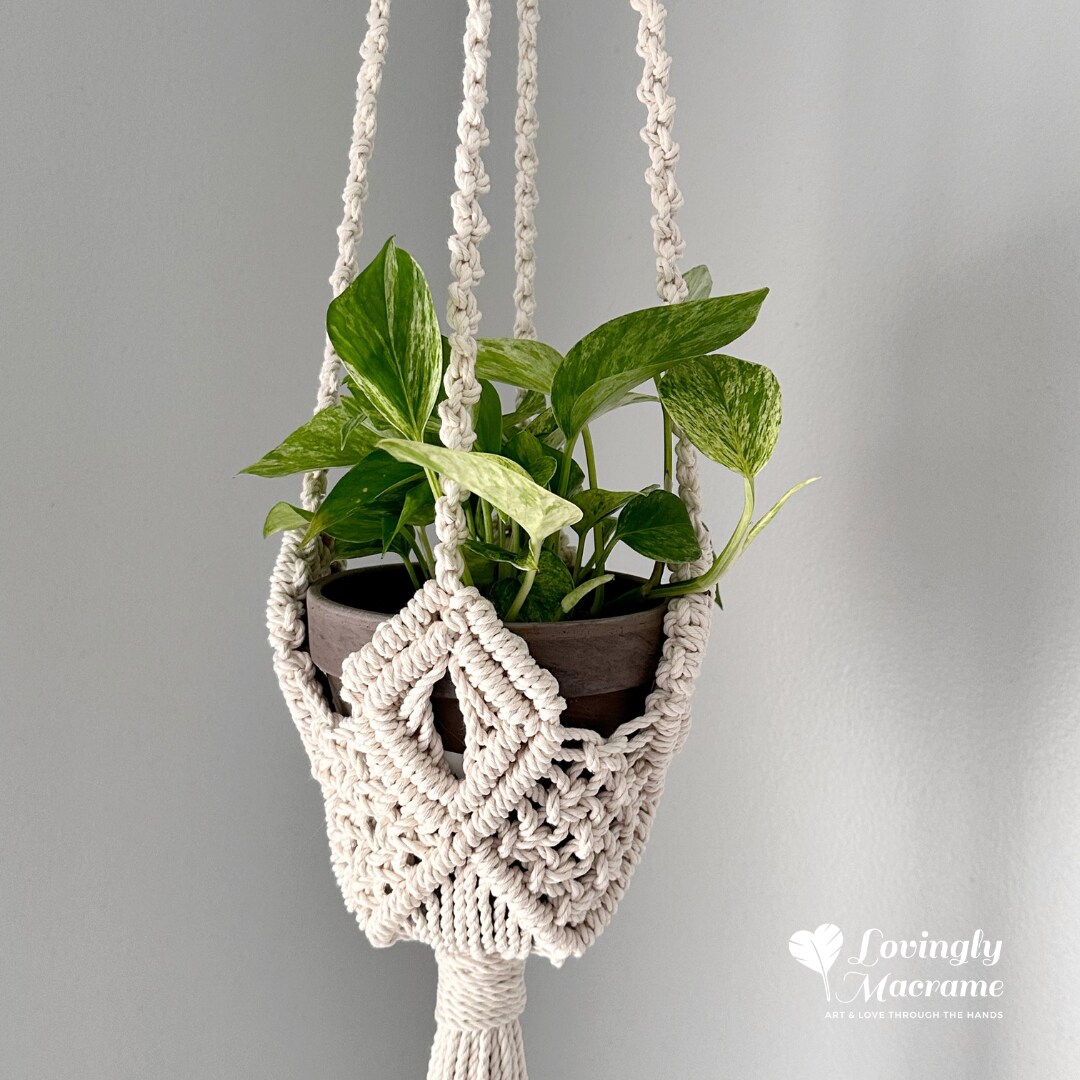 drought resistant hanging plants Succulent Hanging Basket 3-pack: Trailing Succulents - Easy Plant Care -  (3.5