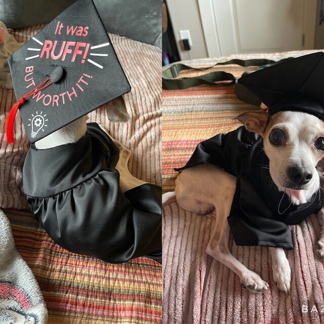Graduation Dog Gown MakerPlace by Michaels