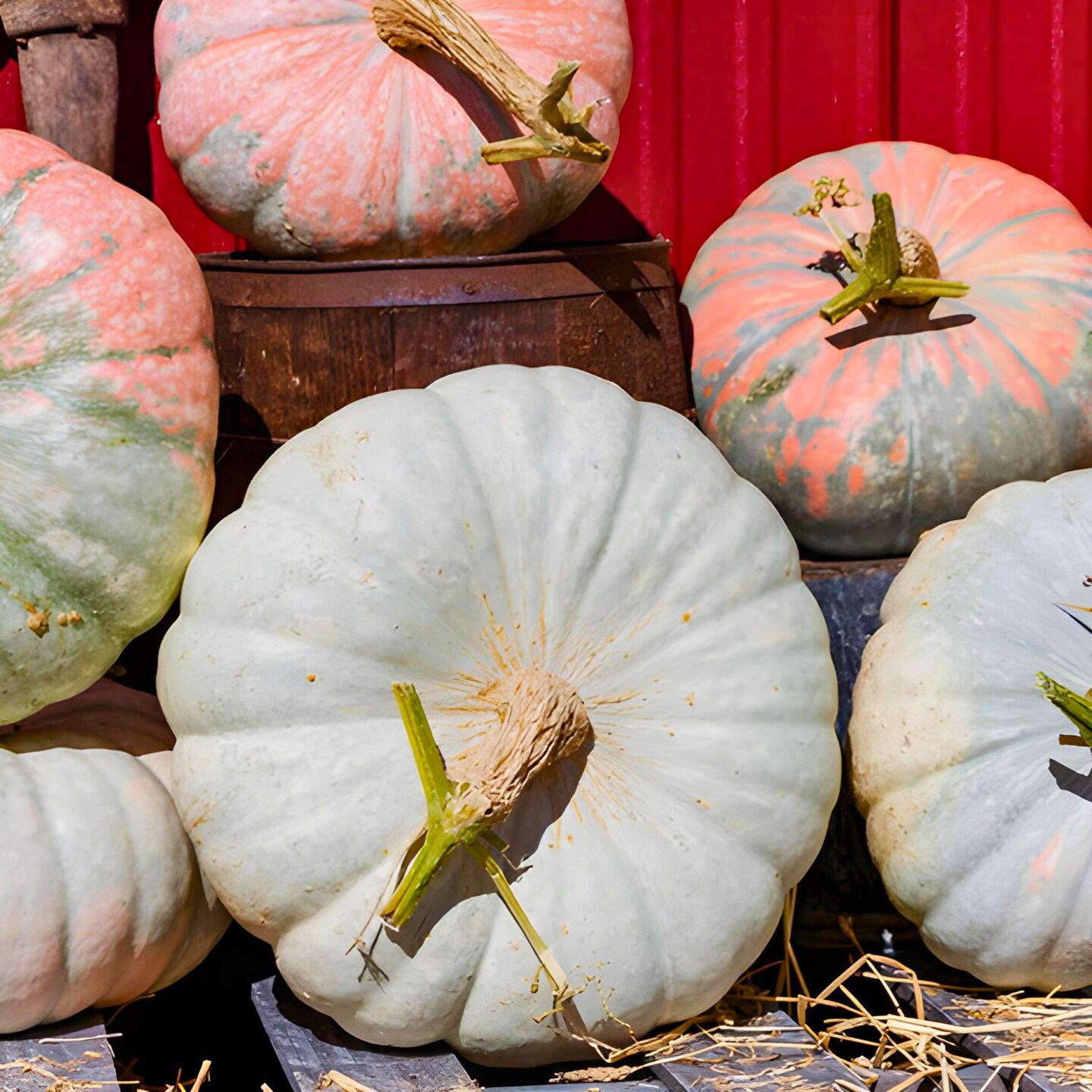 Glass Slipper F1 Pumpkin Seeds: Frosty Looking Sea Foam Green And