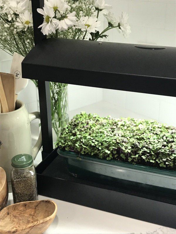 LED Microgreen Grow System - Everything you Need!