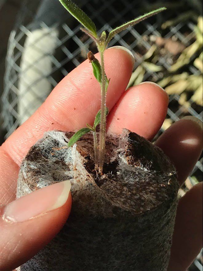 Coconut Coir Soil - Pelleted