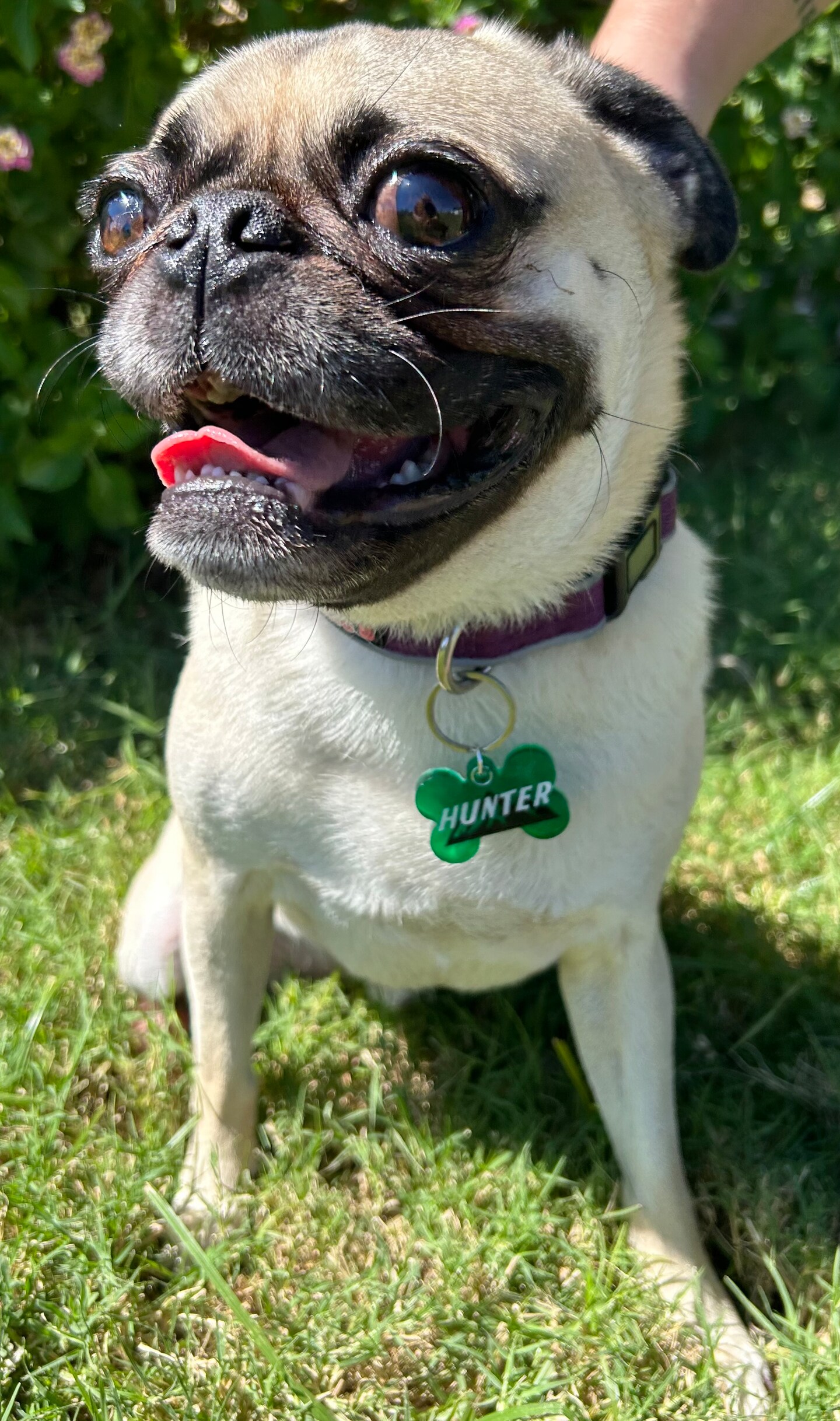 Mountain 2024 dog tag