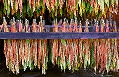Rural Life: Tobacco hanging