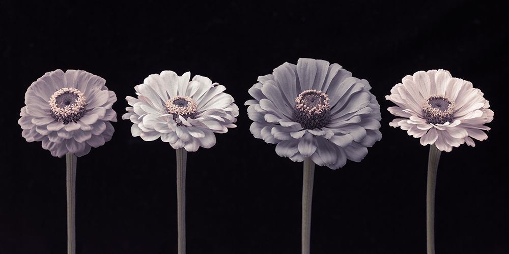 Four Zinnia flowers in a row Poster Print by Assaf Frank # AF20140804242C02