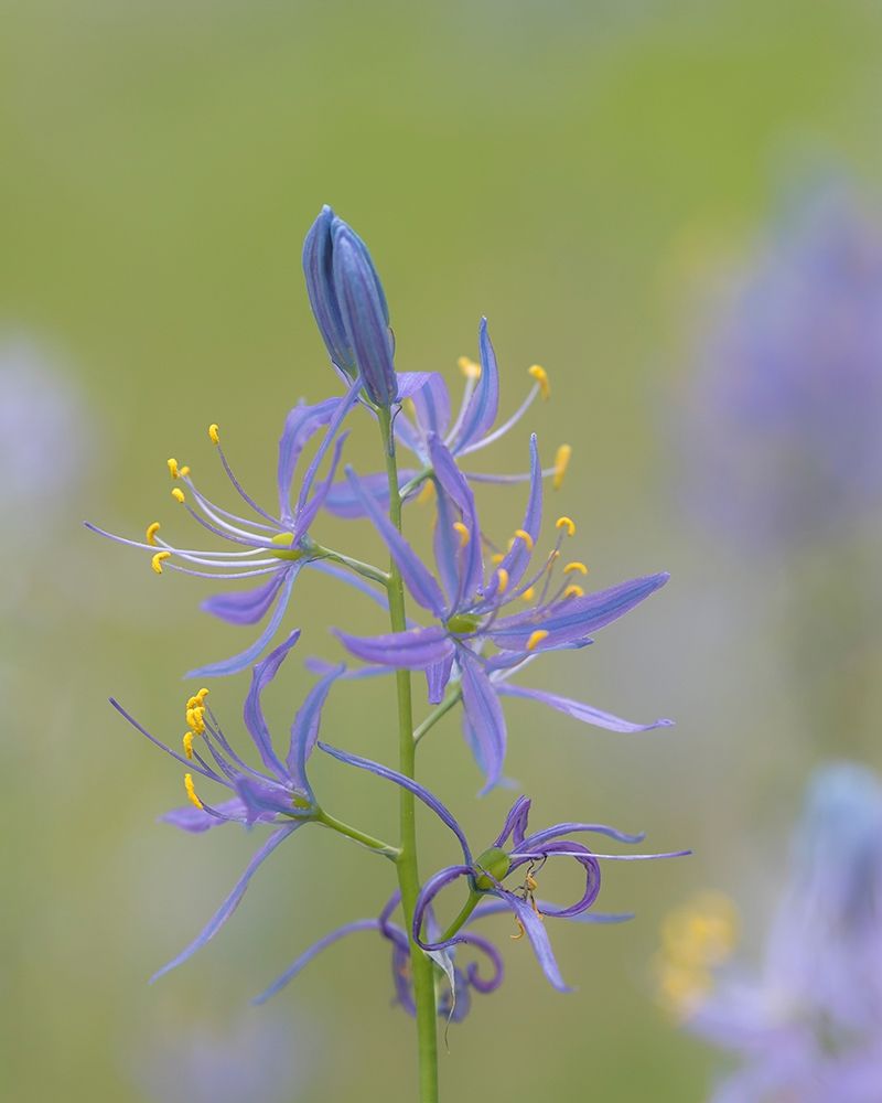 Camas Blossoms Poster Print by Kathy Mahan - Item # VARPDXPSMHN873