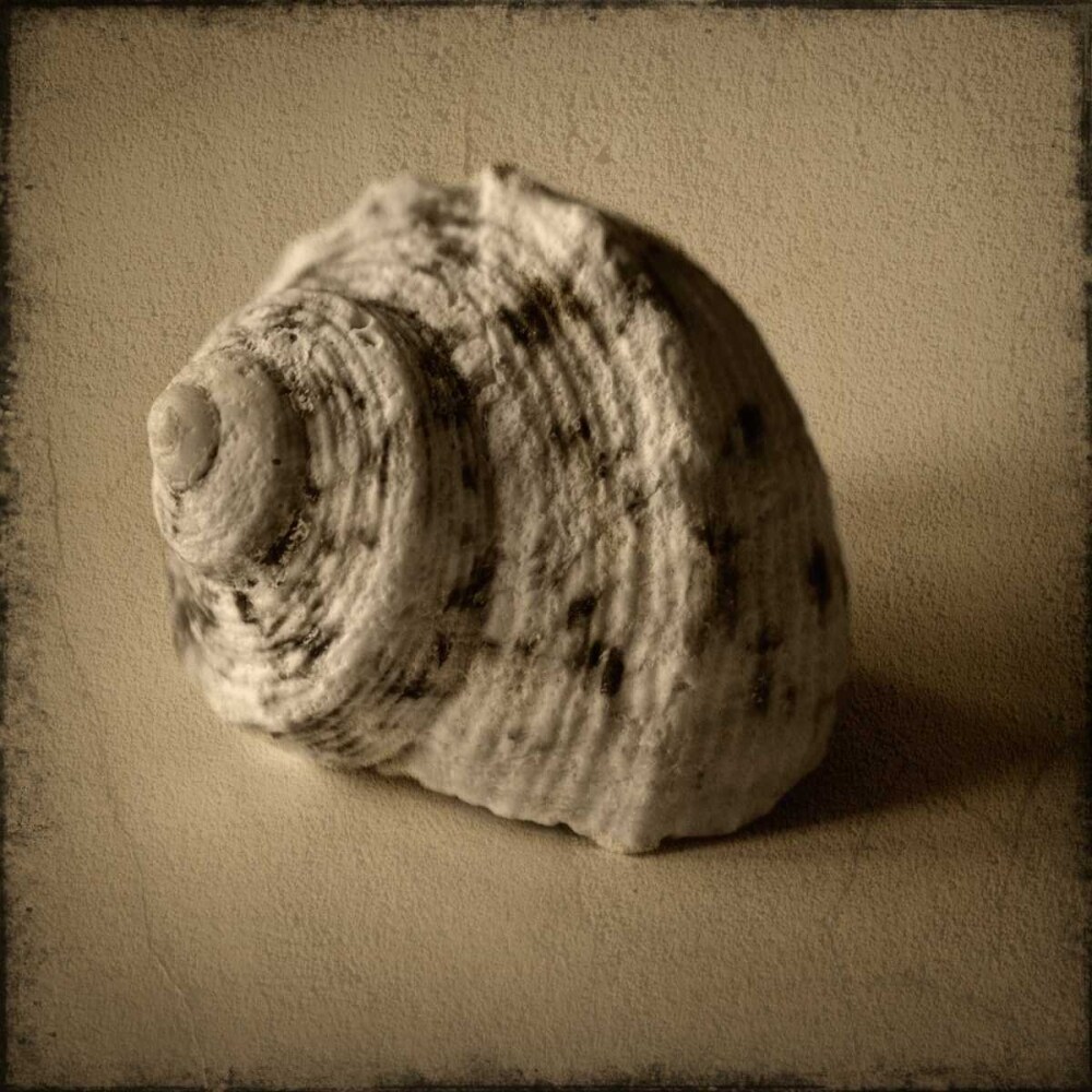 Seashell Study III Poster Print by Heather Jacks - Item # VARPDXPOD5053