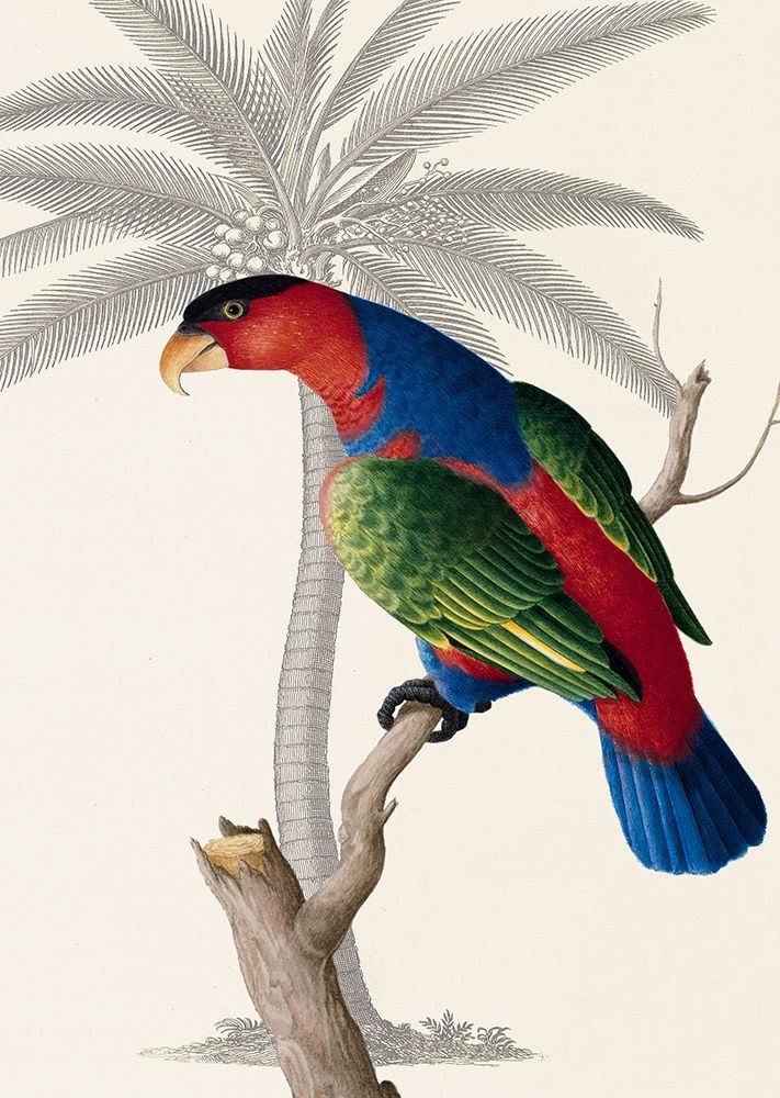 Palm/Lory Parrot Poster Print by Ehret-De Bevere - Item # VARPDXGDB03PB07