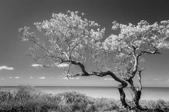 Lone Tree II Poster Print by Kathy Mahan - Item # VARPDXPSMHN583