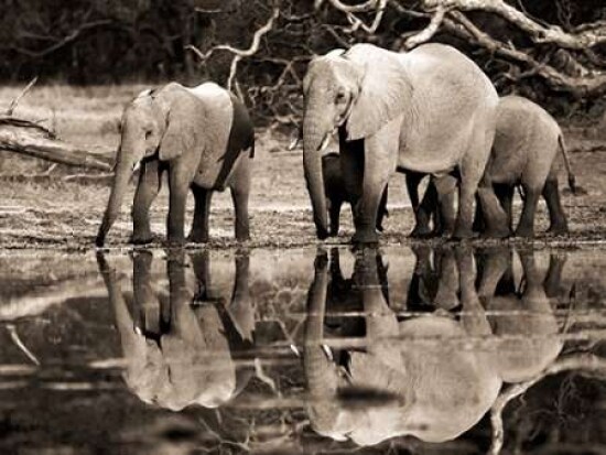 African elephants, Okavango, Botswana Poster Print by Frank Krahmer - Item # VARPDX3FK3129