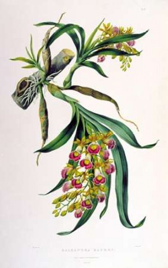 Orchid, Galeandra Baueri Poster Print by Augusta Withers - Item # VARPDXAW01
