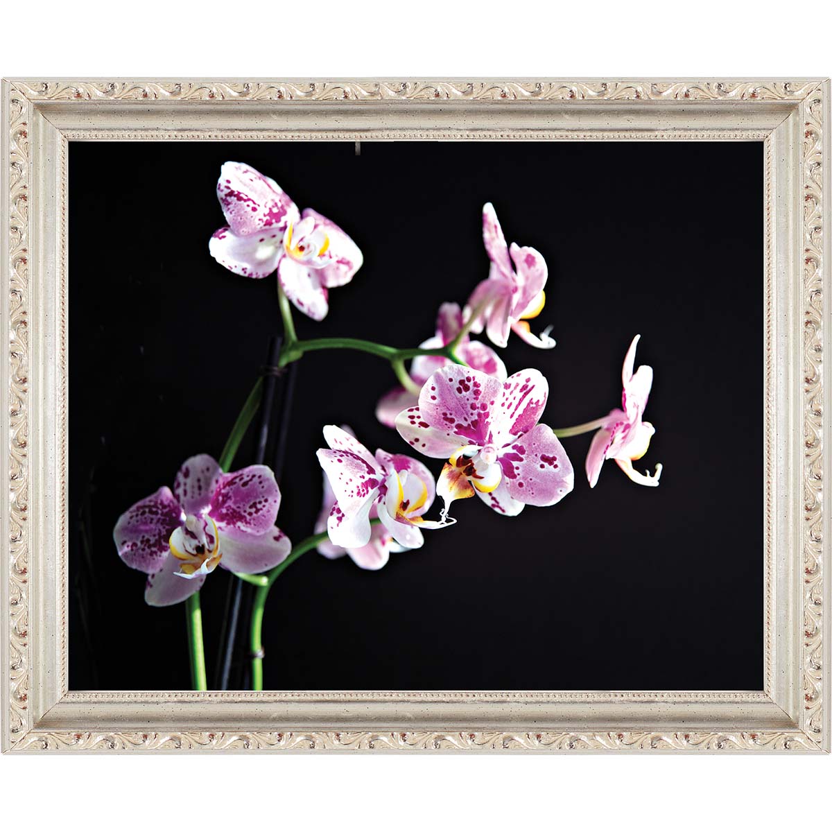 Pink Picasso Authenticity Kit & Frame Paint-by-Number Kit