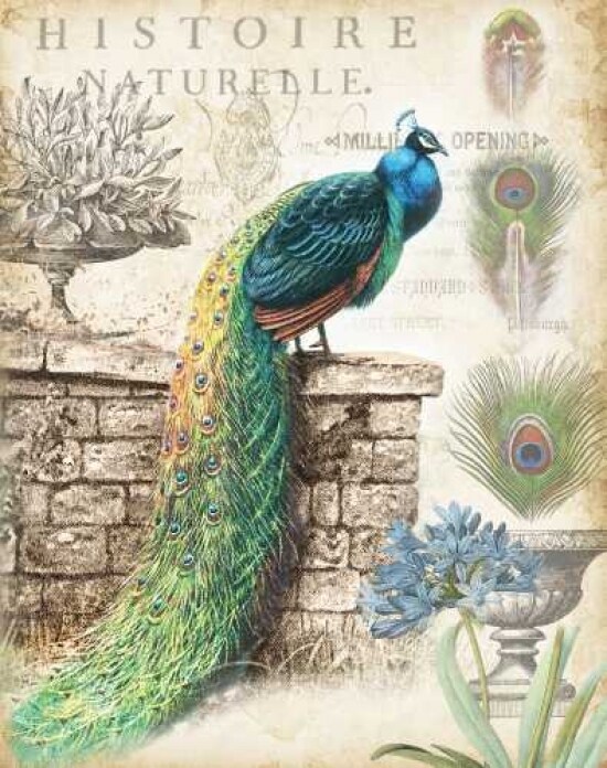 Vintage Peacocks I Poster Print by Tre Sorelle Studios - Item # VARPDXRB9346TS