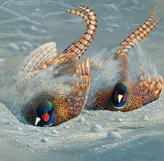 Gold pheasant Poster Print by Jan Weenink - Item # VARPDXJW2005117