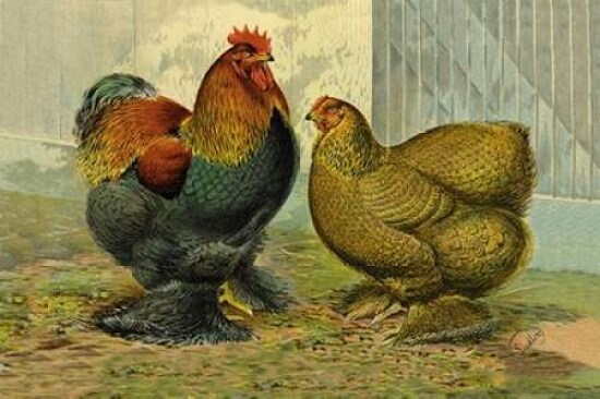 Chickens: Partridge Cochins Poster Print by  Lewis Wright - Item # VARPDX454839