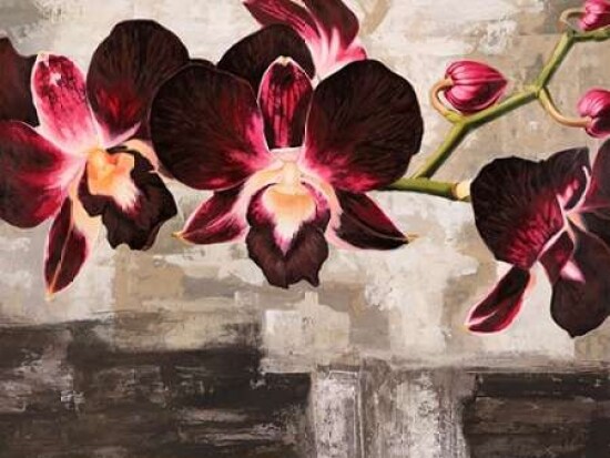 Velvet Orchids Poster Print by Shin Mills - Item # VARPDX3MI1889