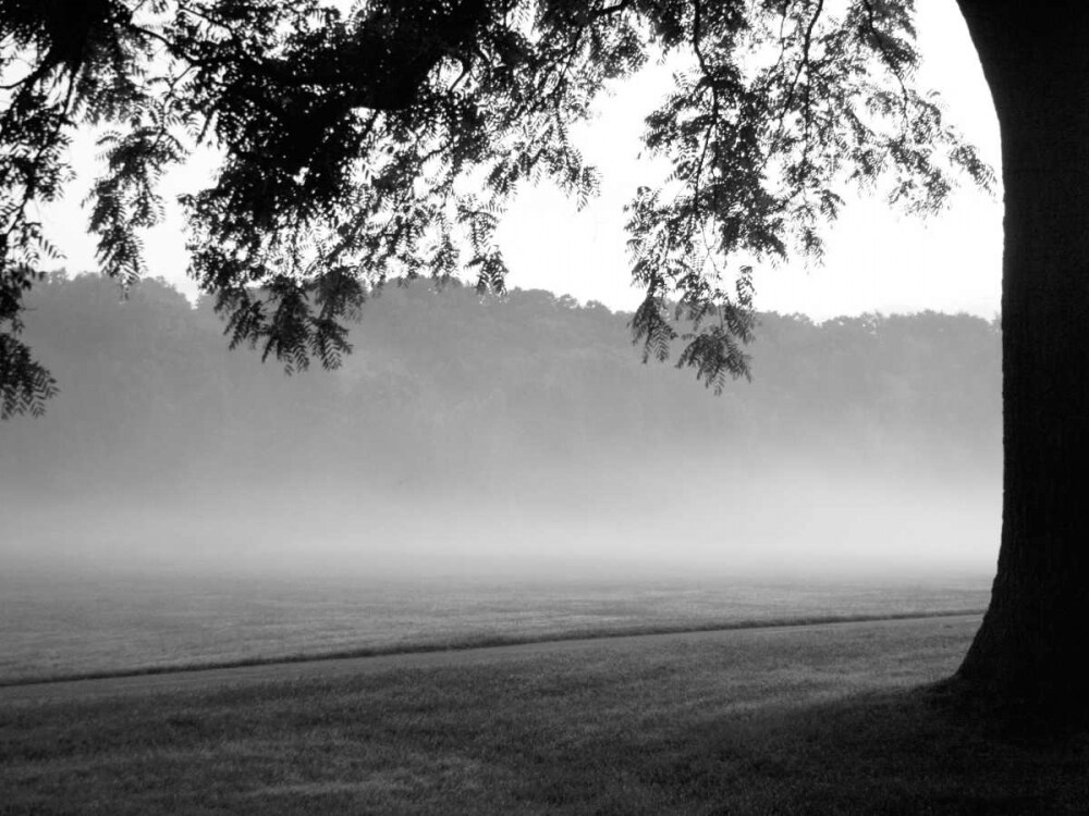 Fog in the Park I Poster Print by Gary Bydlo - Item # VARPDX16001