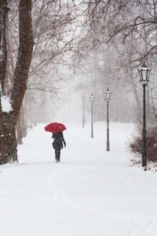 Winter Rose Poster Print by Stefano Corso - Item # VARPDXC1159D