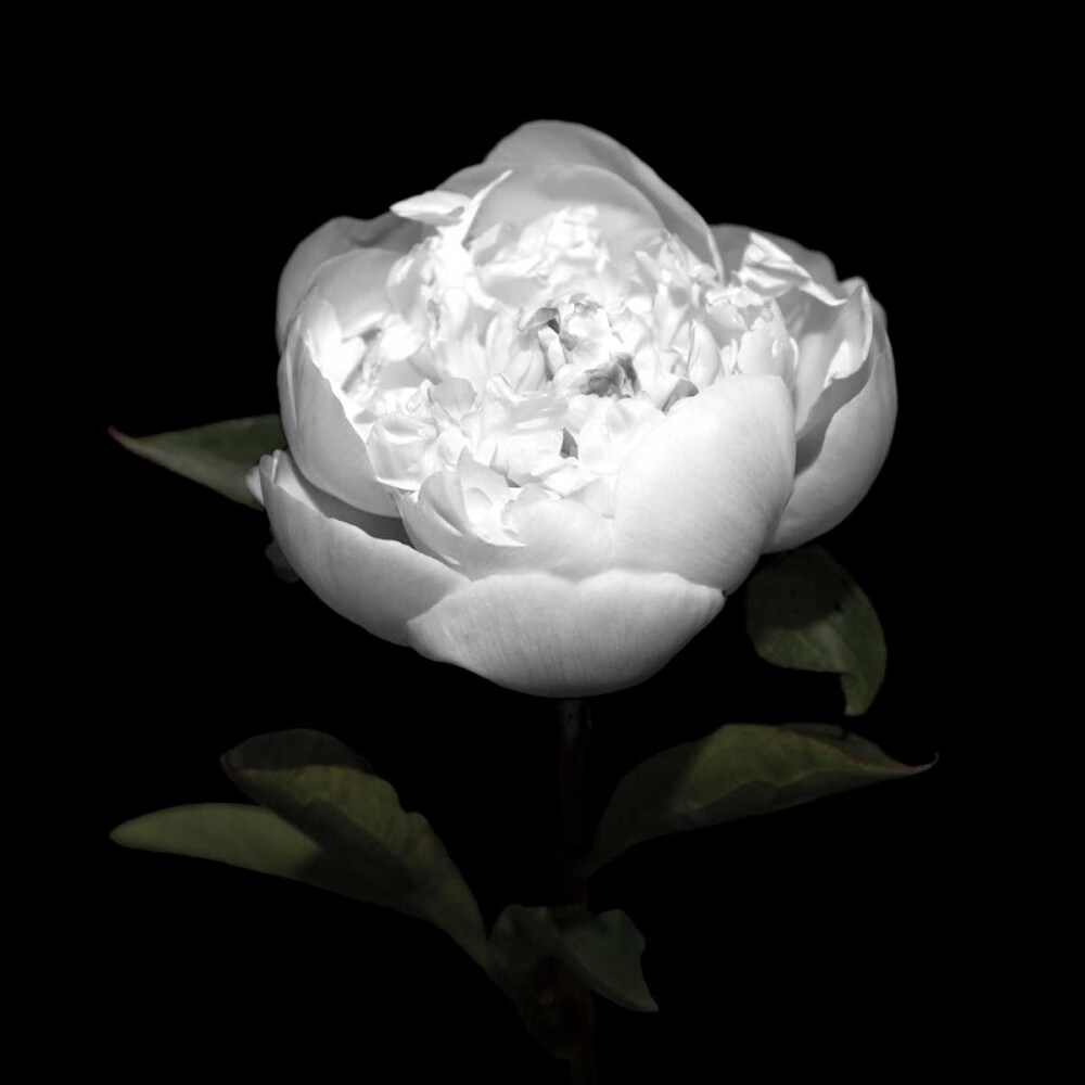 Peony Perfection II Poster Print by Jeff Maihara - Item # VARPDX16096