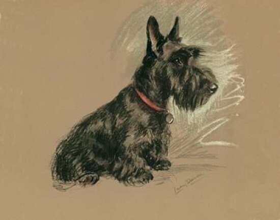 Scottish Terrier, Nanette Poster Print by Lucy Dawson - Item # VARPDXLD08