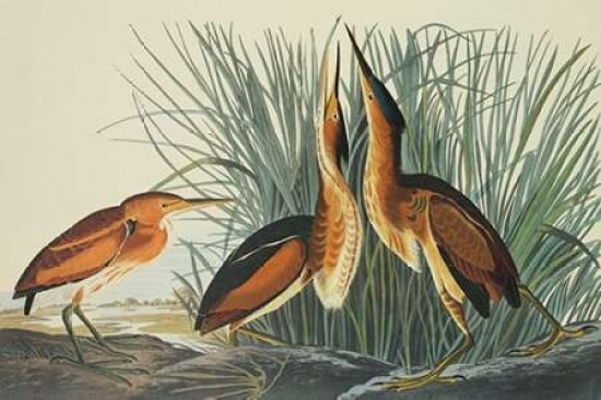 Least Bittern Poster Print by  John James Audubon - Item # VARPDX197779