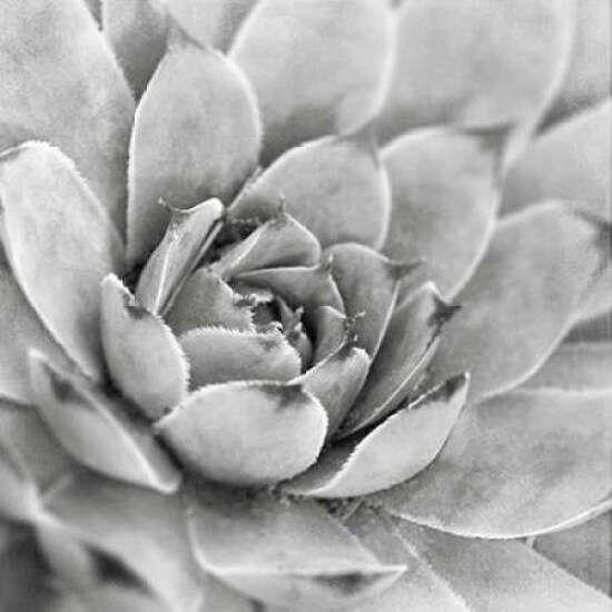 Garden Succulent IV Poster Print by Laura Marshall - Item # VARPDX20827