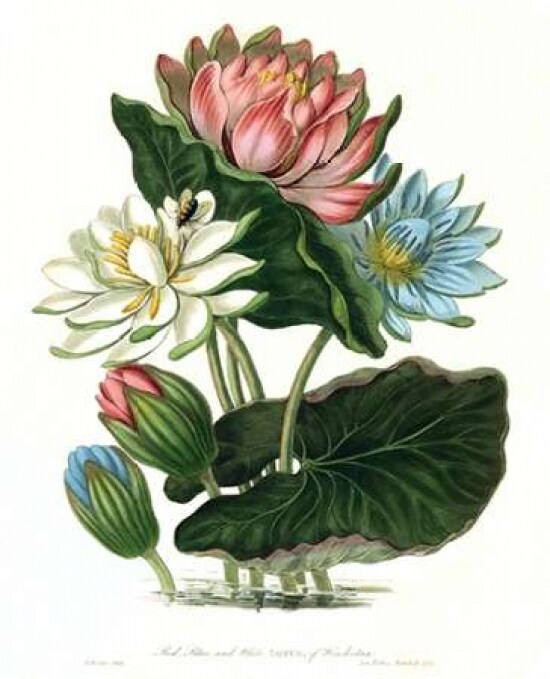 Lotus Poster Print by  William Hooker - Item # VARPDXWH07
