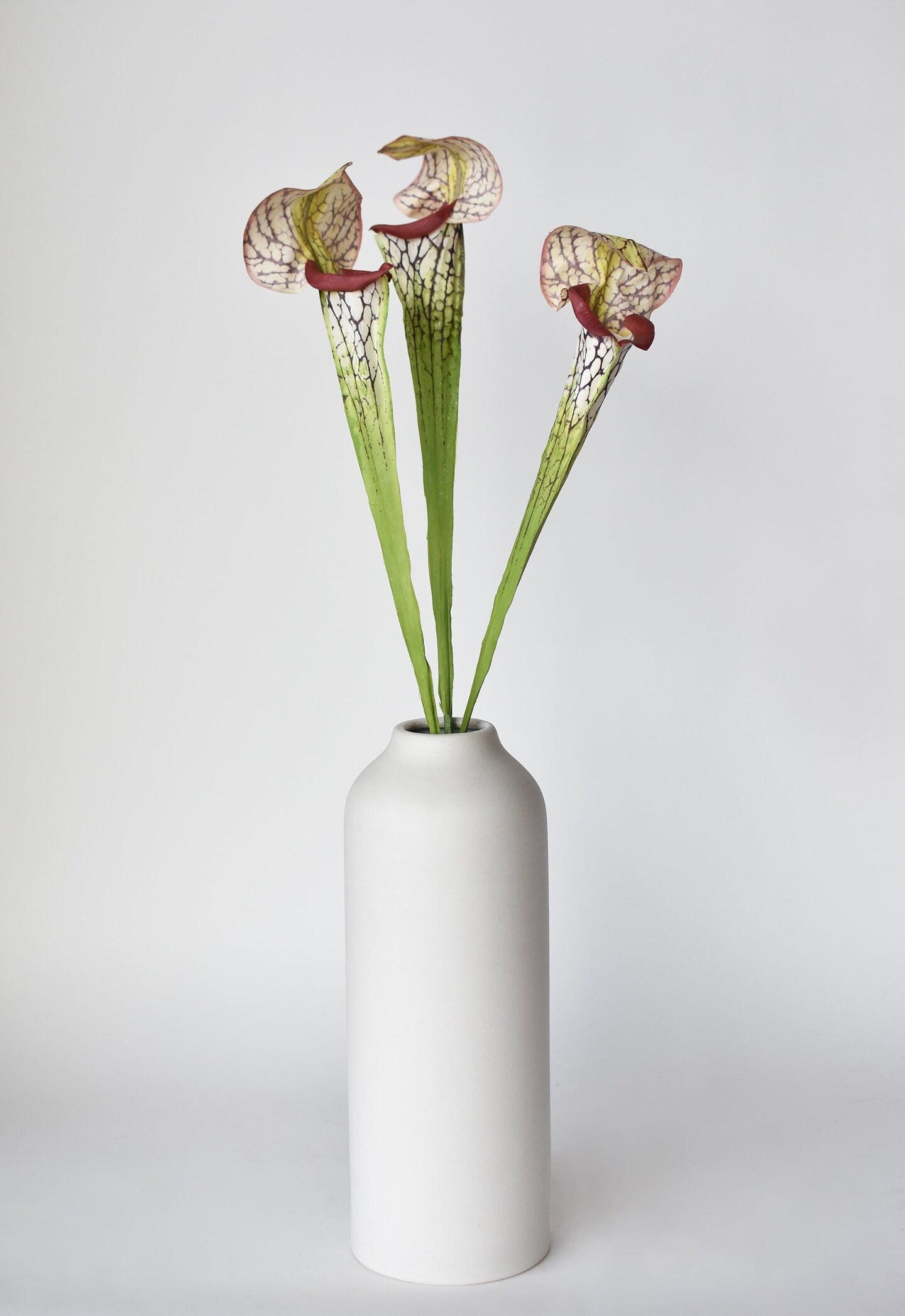 28&#x22; Faux Green/Burgundy Pitcher Plant Stem