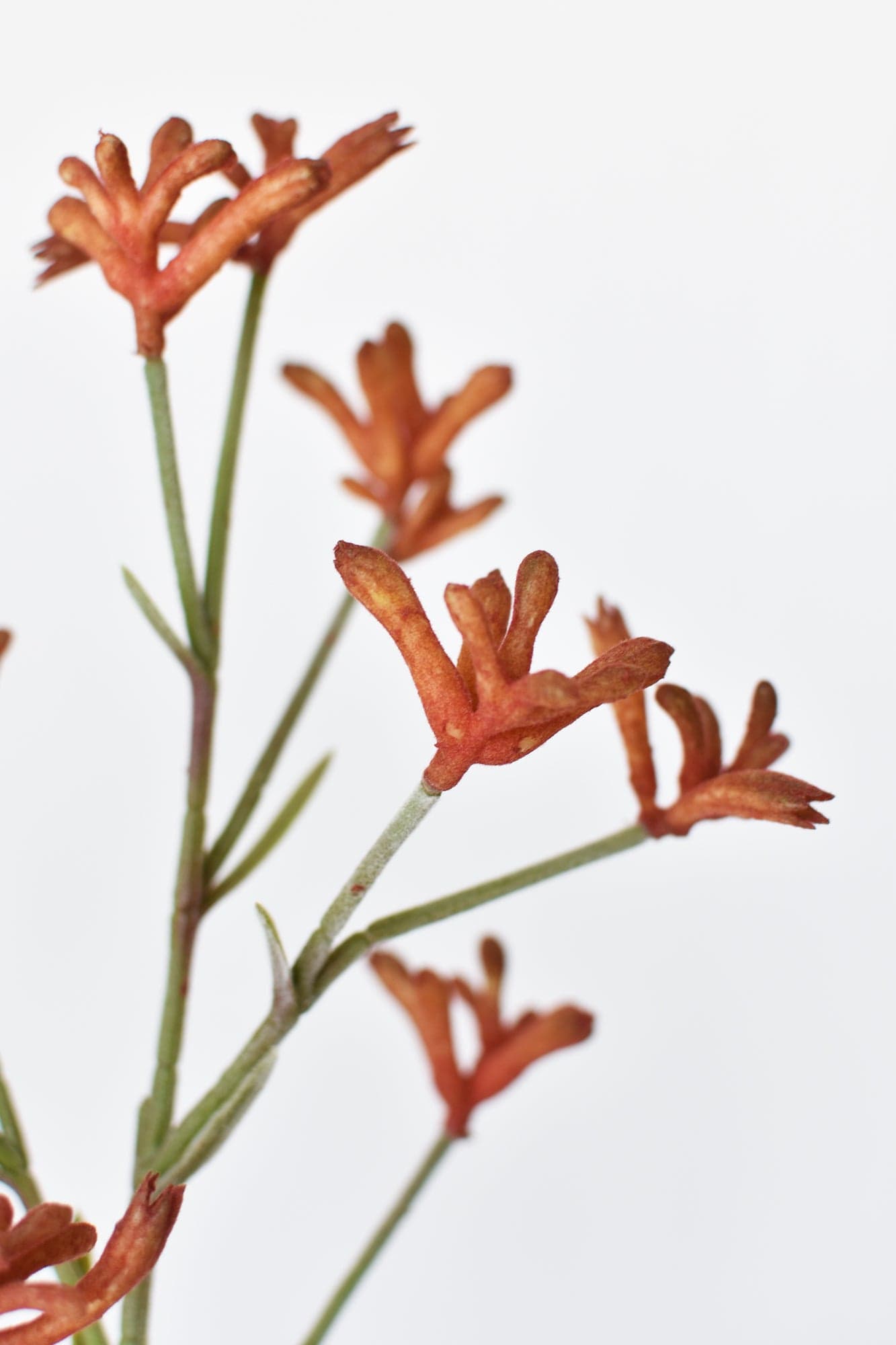 28&#x22; Faux Orange Kangaroo Paw Stem