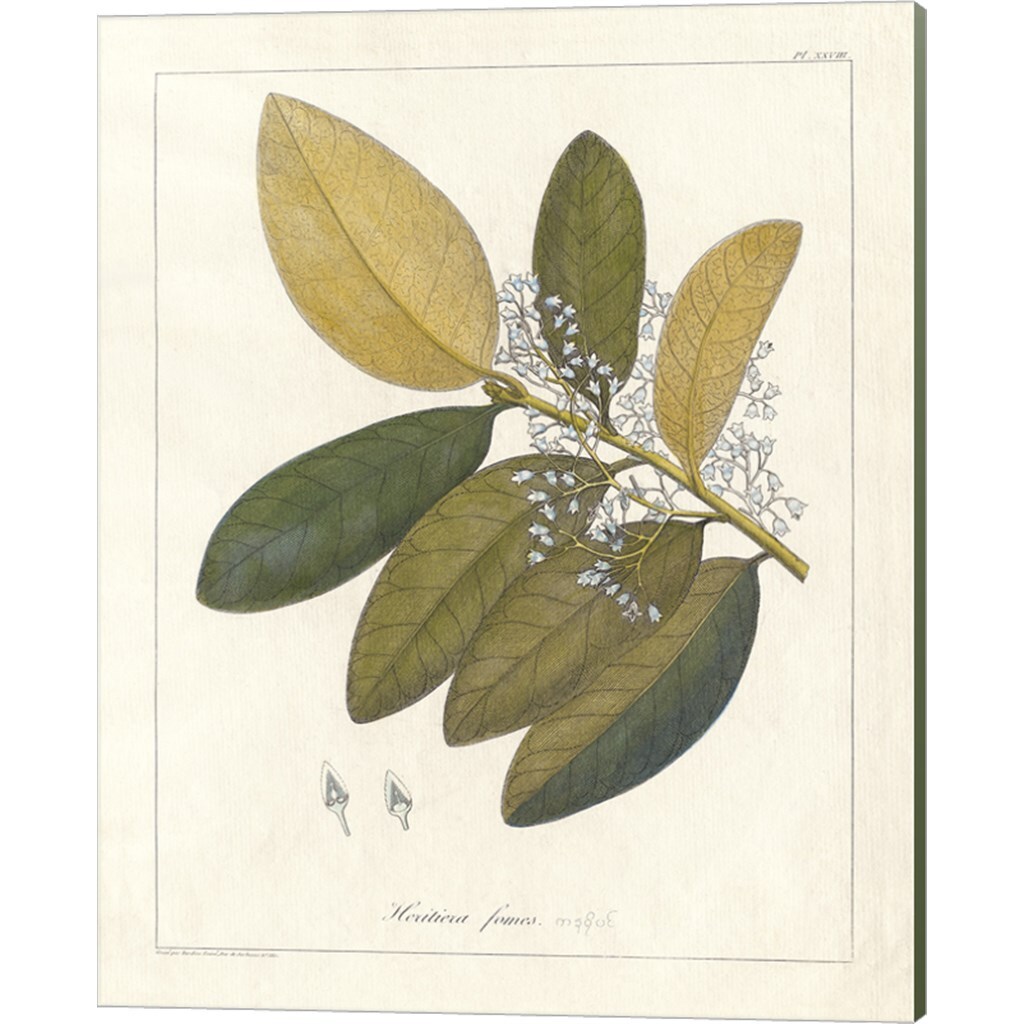 Botanical Gardenia &#x26; Heritiera v2 by Wild Apple Portfolio 12&#x22; x 15&#x22; Canvas Wall Art (Set of 2)